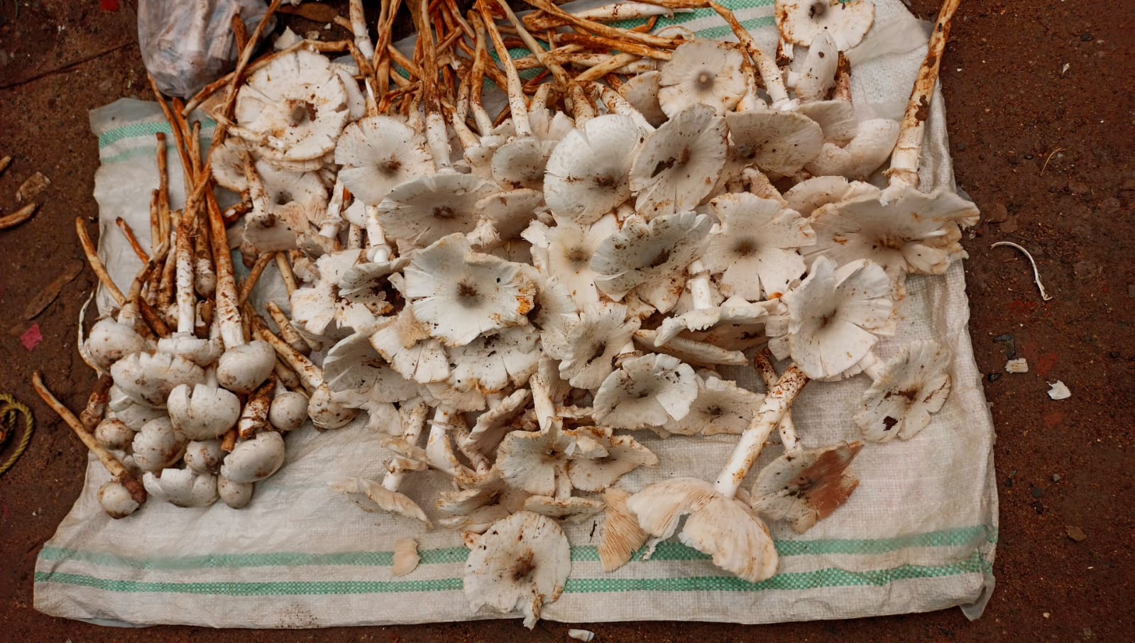 বাঁকুড়াই ধানবীচ তোলা তোয়রীর কাজ শুরু করলেও বৃষ্টি না হওয়াতে জঙ্গলের ছাতুর আশায় মন খারাপ জঙ্গলমহলের মানুশের।