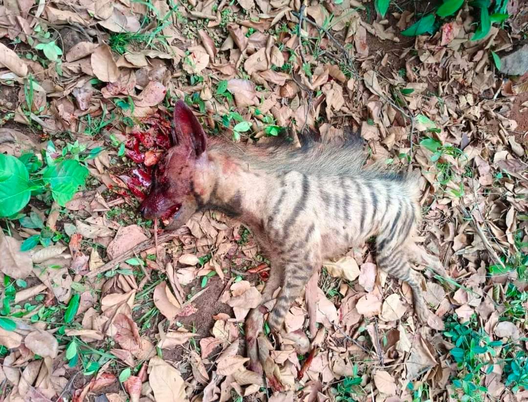 বিরল প্রজাতির ডোরাকোটা হয়না উদ্ধার।