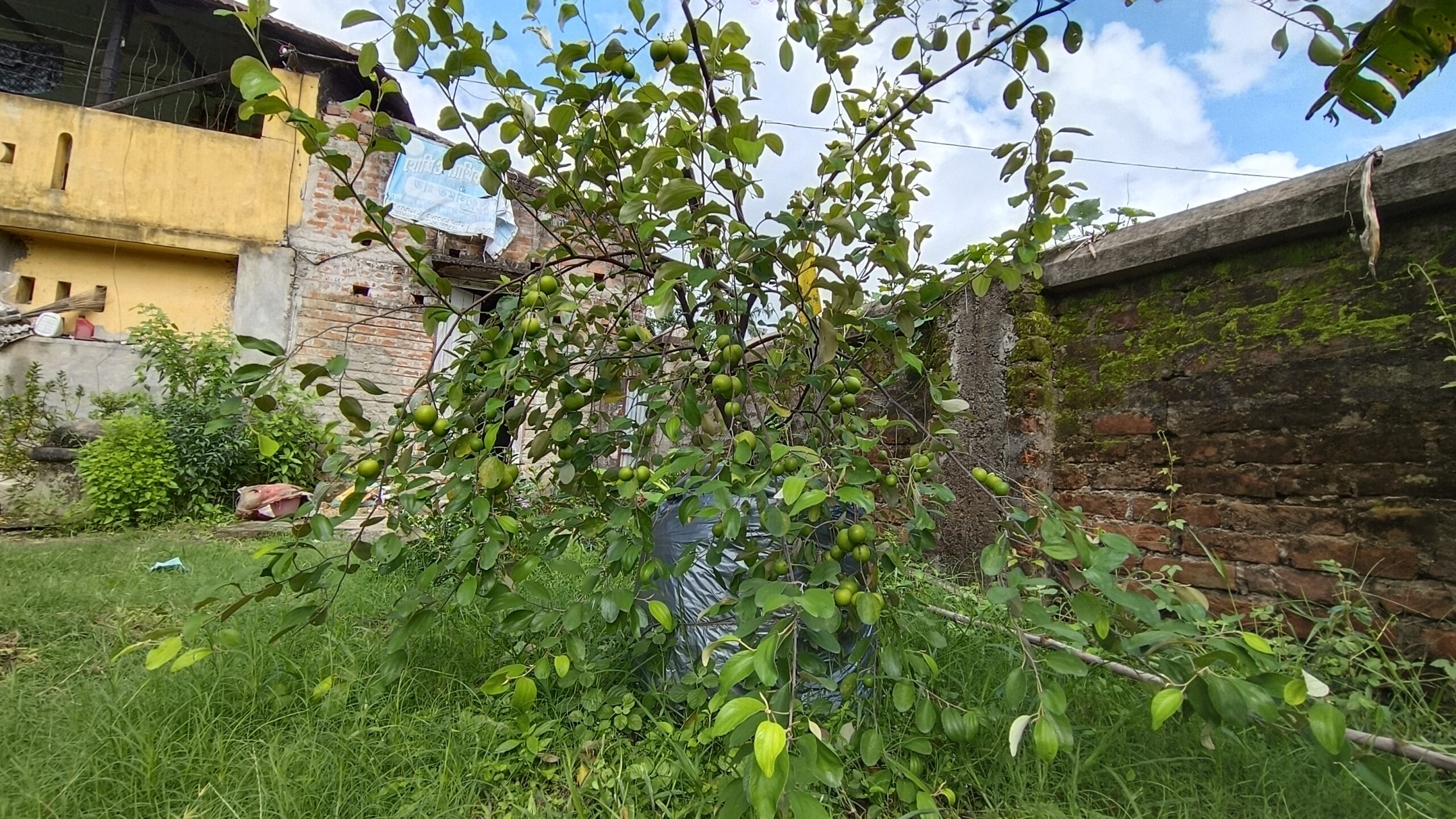 বর্ষাকালে আপেল কুলের চাষ করে তাক লাগালে একজন শিক্ষক।