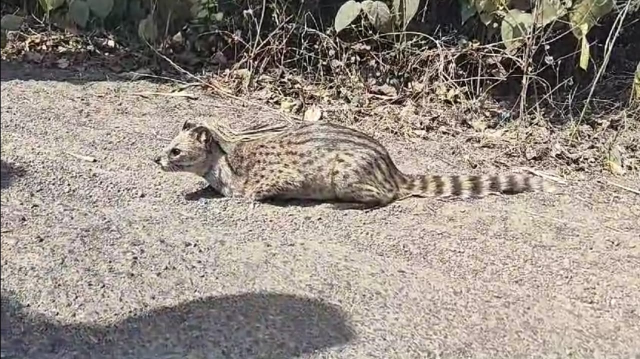 দুর্গাপুরের রাস্তায় বসে রয়েছে বাগরোল ধরতে গিয়ে কামড় দিলো দুই যুবকে।