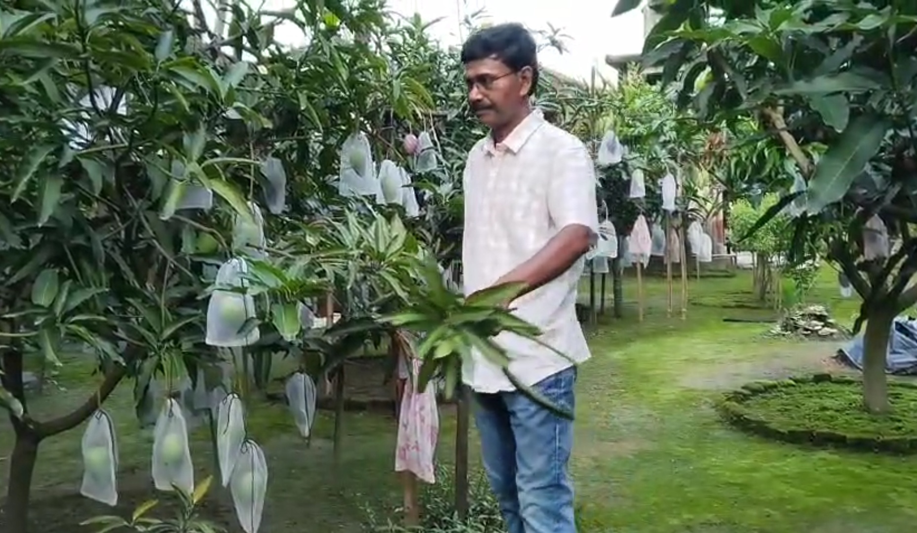 শখের বসে দেশি-বিদেশি আম চাষ করে তাক লাগালো জোড়ায় হাই স্কুলের শিক্ষক, চাষ করলো যদিও বা তাও আবার বাড়ির উঠানে।