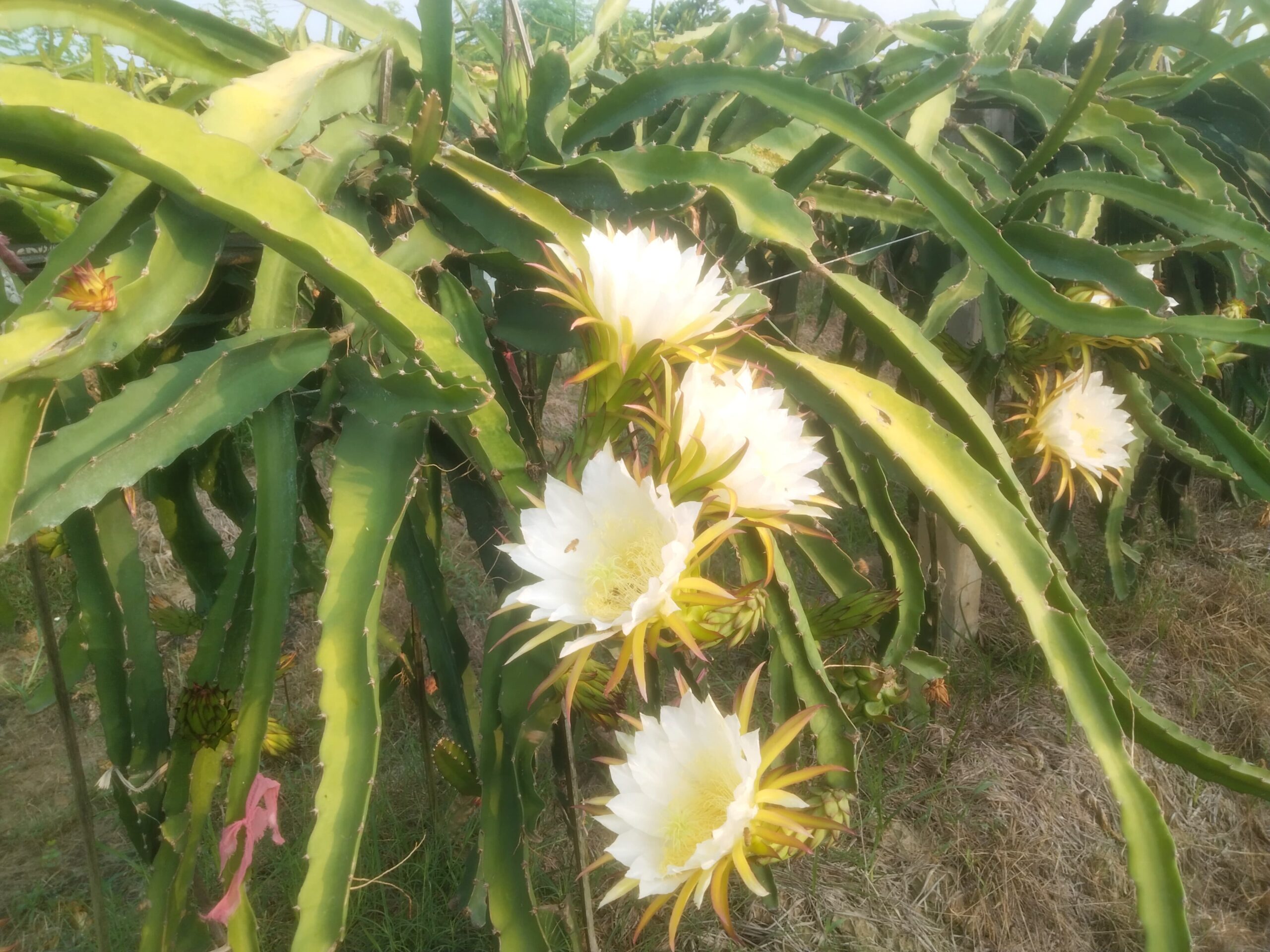 ইউটিউব দেখে ড্রাগন ফলের চাষ করে সফলতার মুখ দেখতে চলেছেন রাজগ্রামের যুবক অরিন্দম