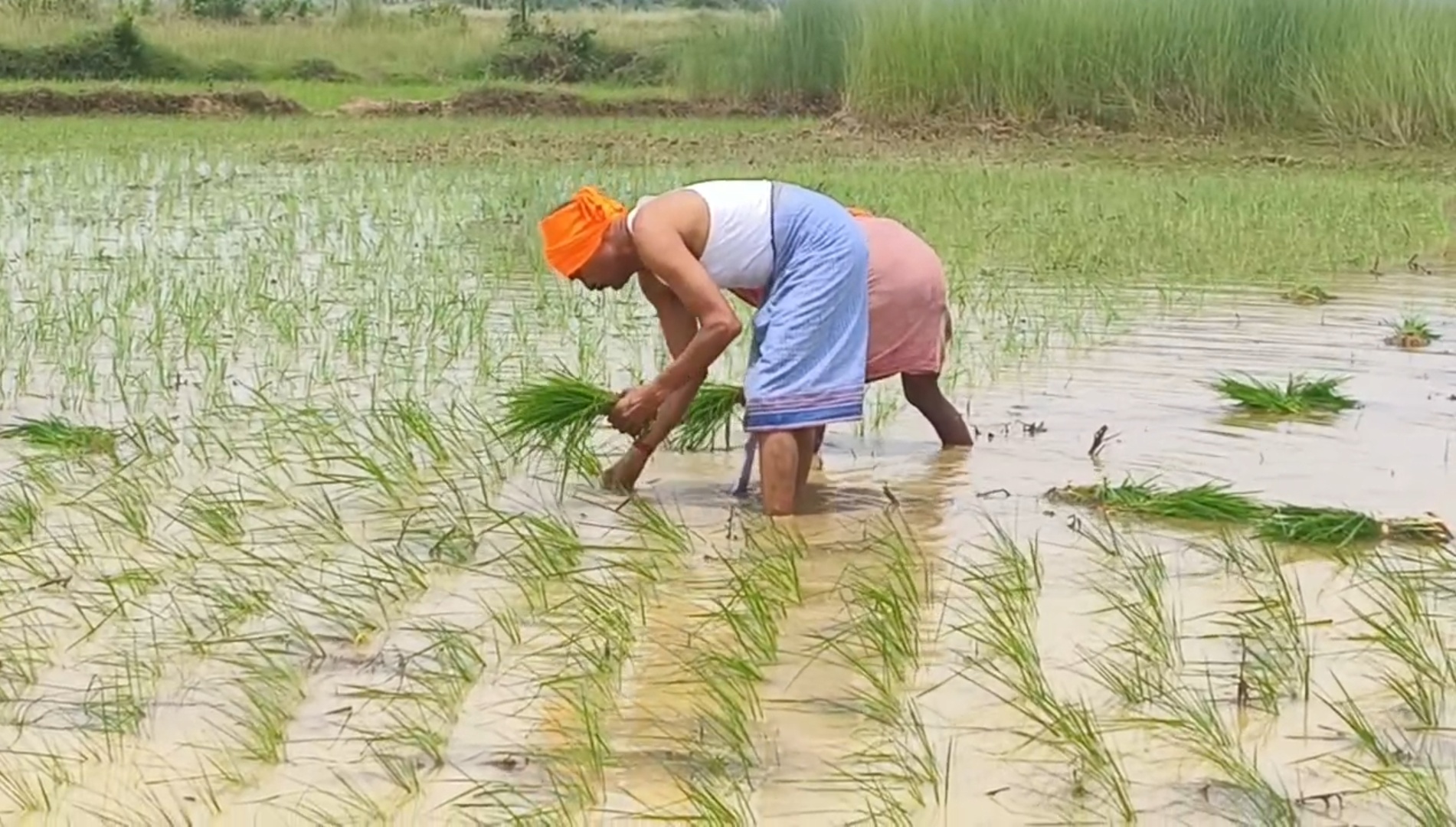 মাথায় গেরুয়া বস্ত্র পরনে গামছা নিয়ে মাঠে নেমে পড়লেন বিজেপি বিধায়ক লাগালেন ধান ট্রাক্টরে করলেন চাষ।
