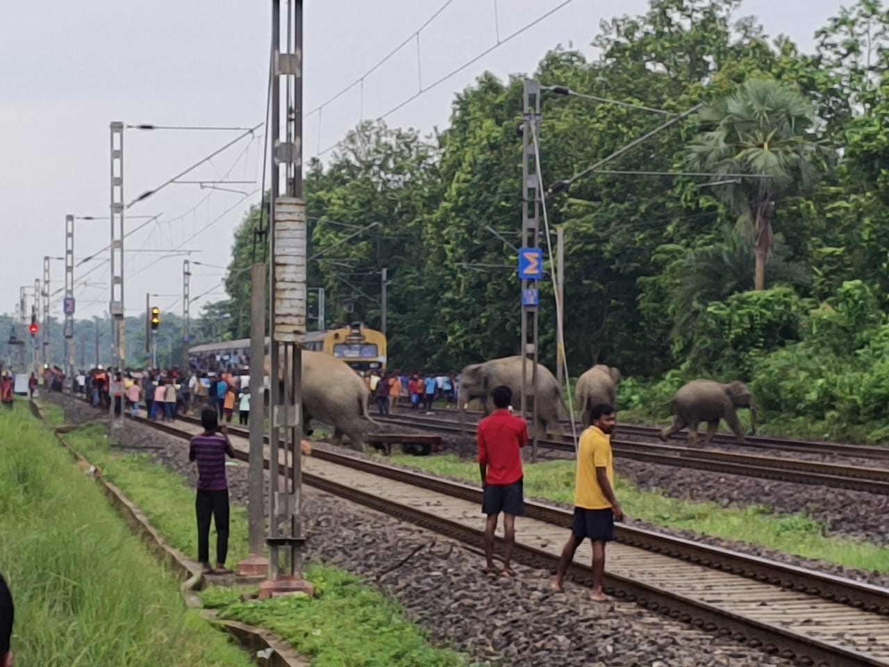 চলন্ত ট্রেনের ধাক্কায়  দলের তিন সদস্যের প্রাণ গেলেও দেহ ছেড়ে পালিয়ে যায়নি মানবিক হাতির দল। কোথায় এমন ঘটনা ঘটলো দেখুন বিস্তারিত।